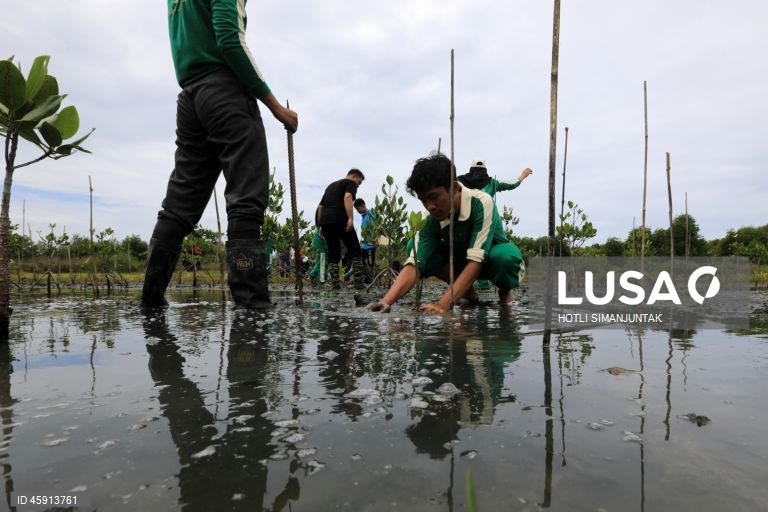 Alunos do Ensino Médio da Muhammadiyah plantam voluntariamente manguezais durante uma campanha de conservação de manguezais para estudantes em Banda Aceh, Indonésia.