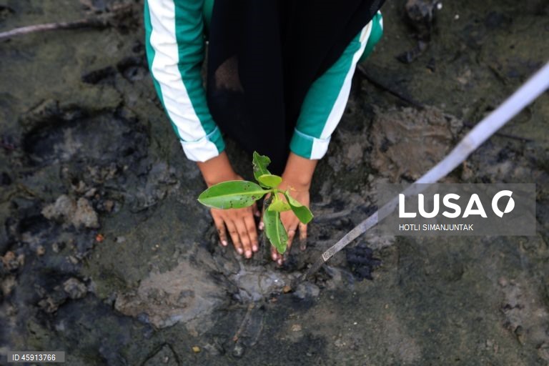Alunos do Ensino Médio da Muhammadiyah plantam voluntariamente manguezais durante uma campanha de conservação de manguezais para estudantes em Banda Aceh, Indonésia.