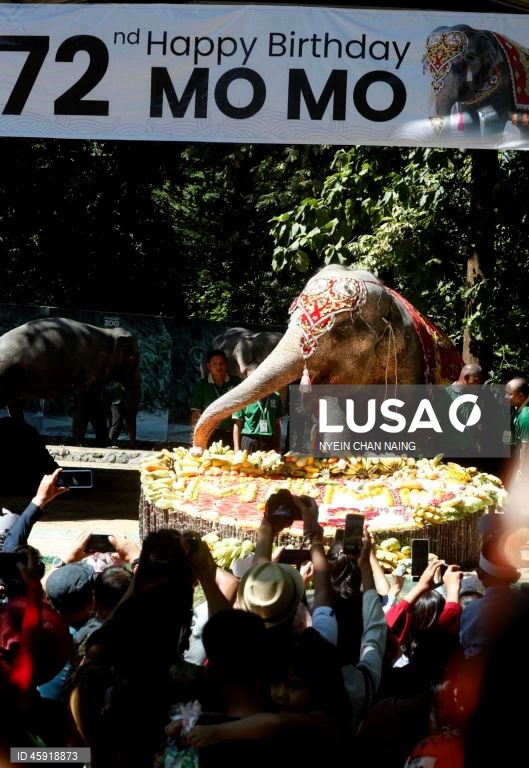 A elefanta Mo Mo e os seus amigos elefantes comem frutas variadas durante o seu 72.º aniversário no Jardim Zoológico de Yangon, em Yangon, Mianmar. A elefanta Mo Mo chegou ao Jardim Zoológico de Yangon em 6 de fevereiro de 1961, proveniente do estado de Kayah, no leste de Mianmar, com sete anos de idade.