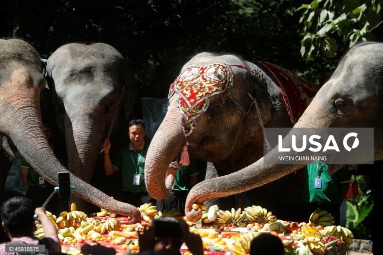 A elefanta Mo Mo e os seus amigos elefantes comem frutas variadas durante o seu 72.º aniversário no Jardim Zoológico de Yangon, em Yangon, Mianmar. A elefanta Mo Mo chegou ao Jardim Zoológico de Yangon em 6 de fevereiro de 1961, proveniente do estado de Kayah, no leste de Mianmar, com sete anos de idade.