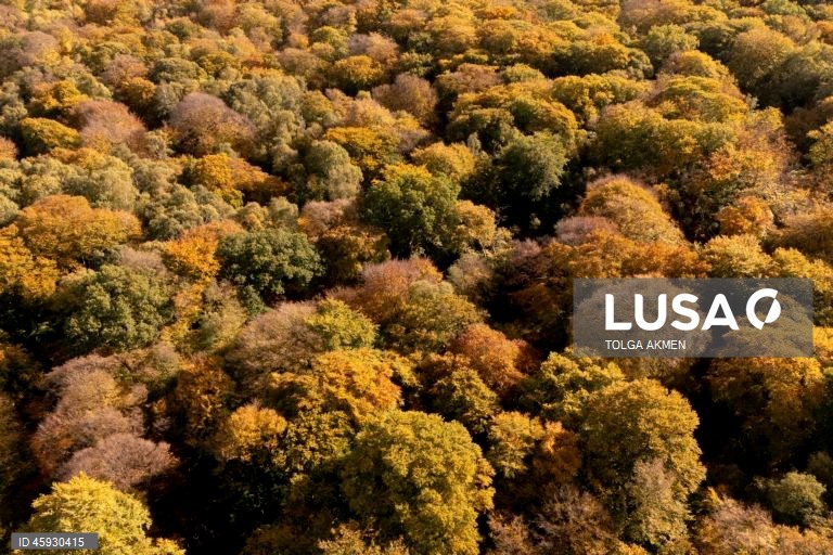 Reino Unido: Outono na Floresta de Epping