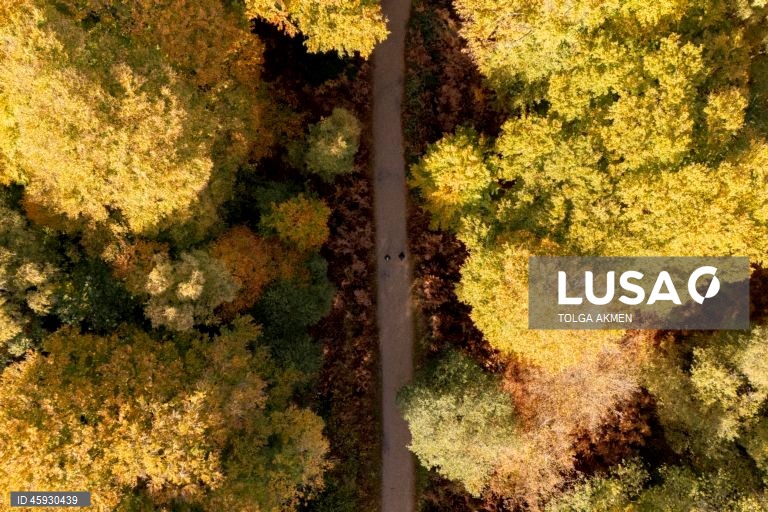 Reino Unido: Outono na Floresta de Epping