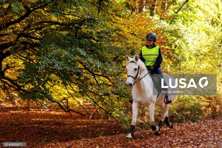 Reino Unido: Outono na Floresta de Epping