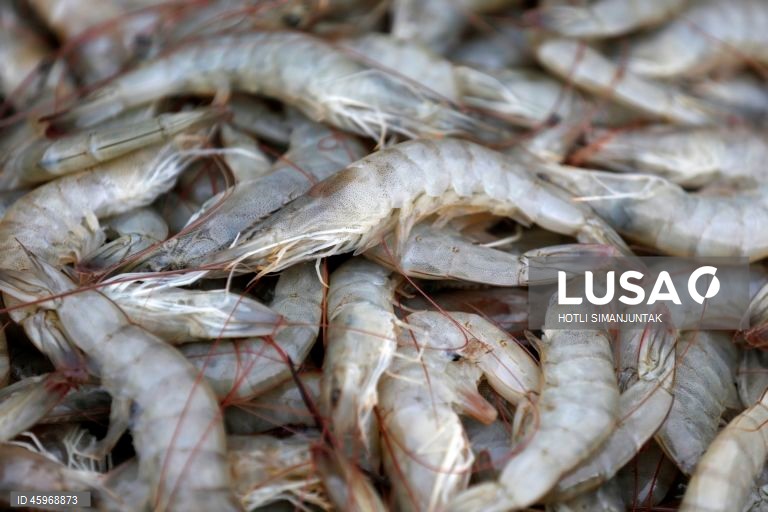 A Indonésia começou a emitir certificados comprovando que os carregamentos de camarão para os Estados Unidos estão livres de contaminação radioativa depois que a Food and Drug Administration (FDA) dos EUA encontrou vestígios do perigoso radionuclídeo Cs-137 em uma amostra no início de agosto de 2025 e levou a FDA dos EUA a exigir a certificação das importações de camarão de locais com risco de contaminação a partir de 31 de outubro.  
