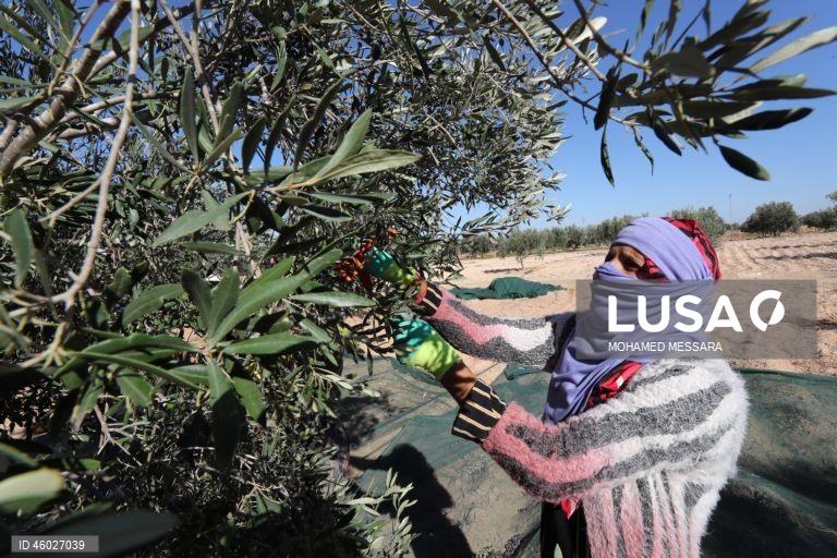 Tunísia: Colheita da azeitona e produção de azeite em Sfax