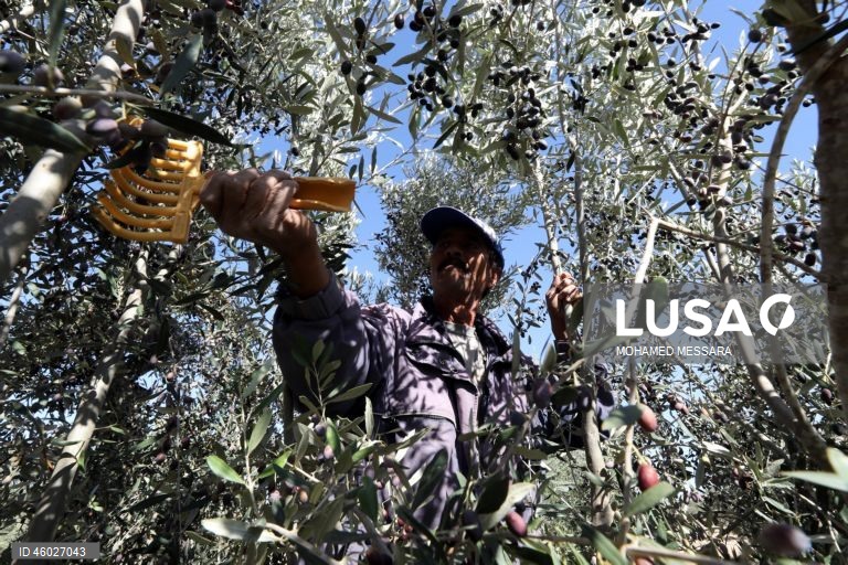 Tunísia: Colheita da azeitona e produção de azeite em Sfax