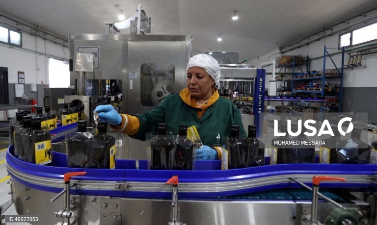 Tunísia: Colheita da azeitona e produção de azeite em Sfax