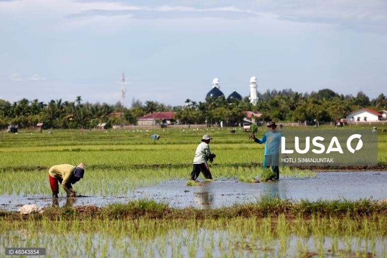 Indonésia: Início da época de plantação do arroz 