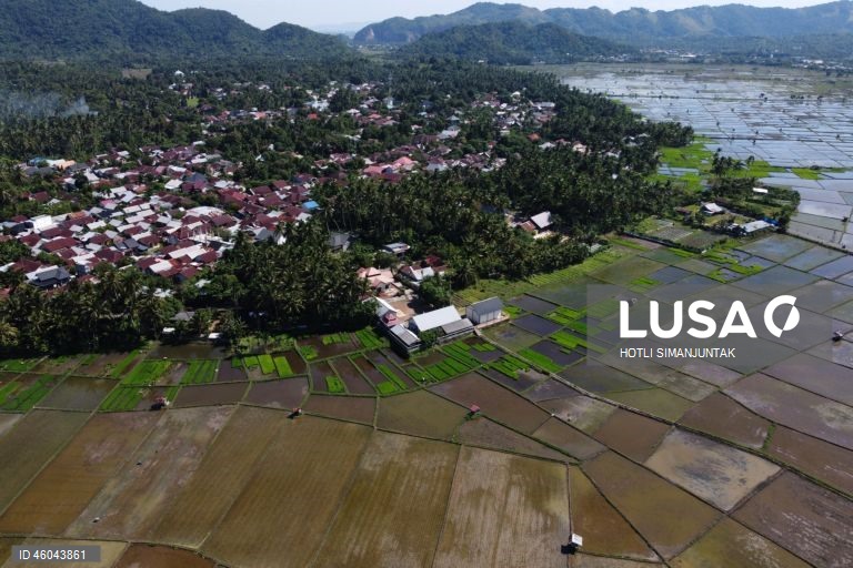 Indonésia: Início da época de plantação do arroz 