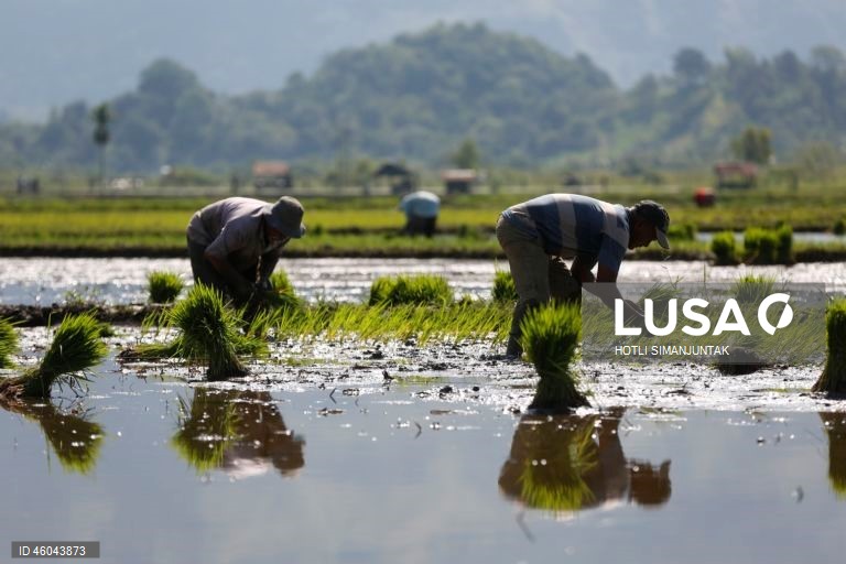 Indonésia: Início da época de plantação do arroz 