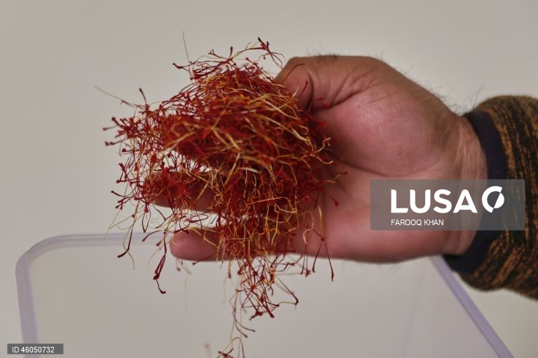 Índia: Cultivo do açafrão em Caxemira