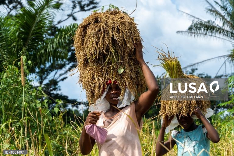 Libéria: Colheita do arroz