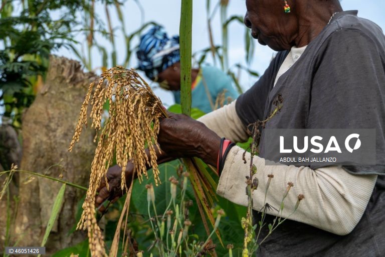 Libéria: Colheita do arroz