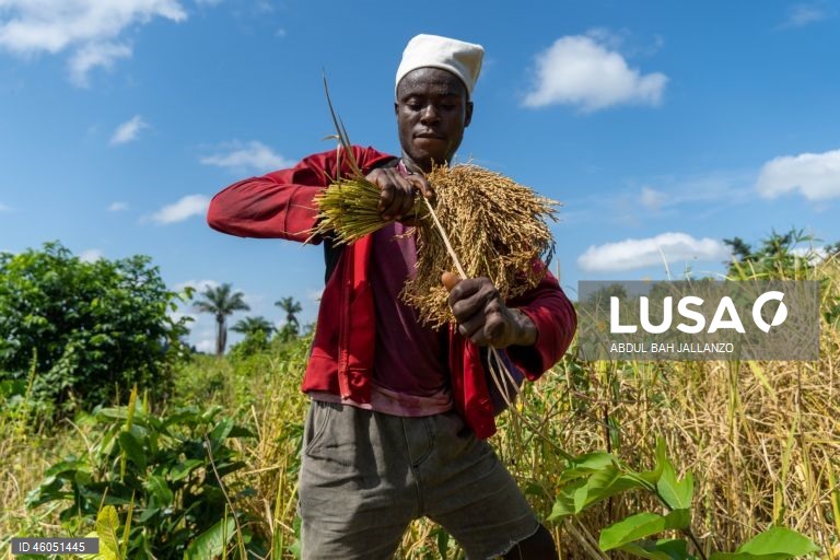 Libéria: Colheita do arroz