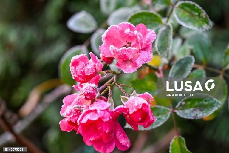 Polónia: Geada matinal em Szczecin