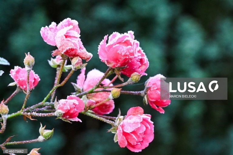 Polónia: Geada matinal em Szczecin