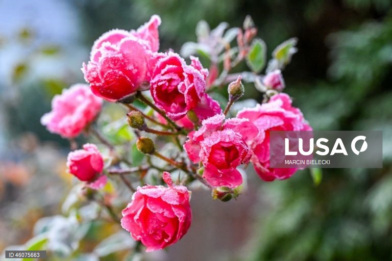 Polónia: Geada matinal em Szczecin