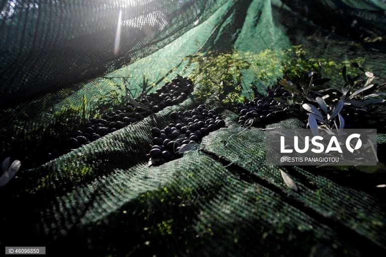 26 de novembro - Dia Internacional da Oliveira