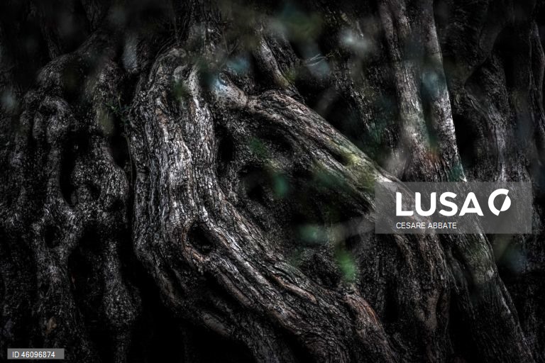 26 de novembro - Dia Internacional da Oliveira