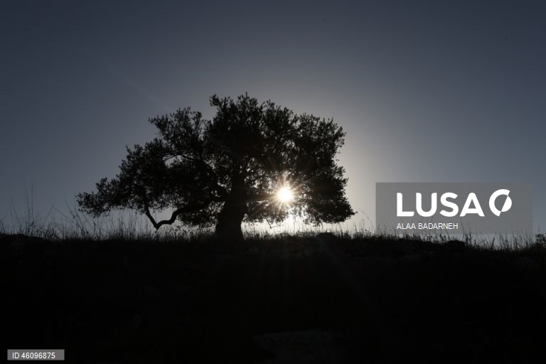 26 de novembro - Dia Internacional da Oliveira