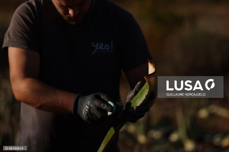 Plantas de Aloe Vera no sul da França