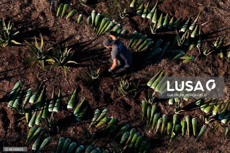 Plantas de Aloe Vera no sul da França