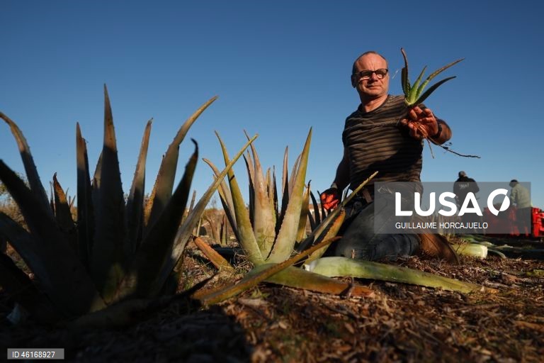 Plantas de Aloe Vera no sul da França