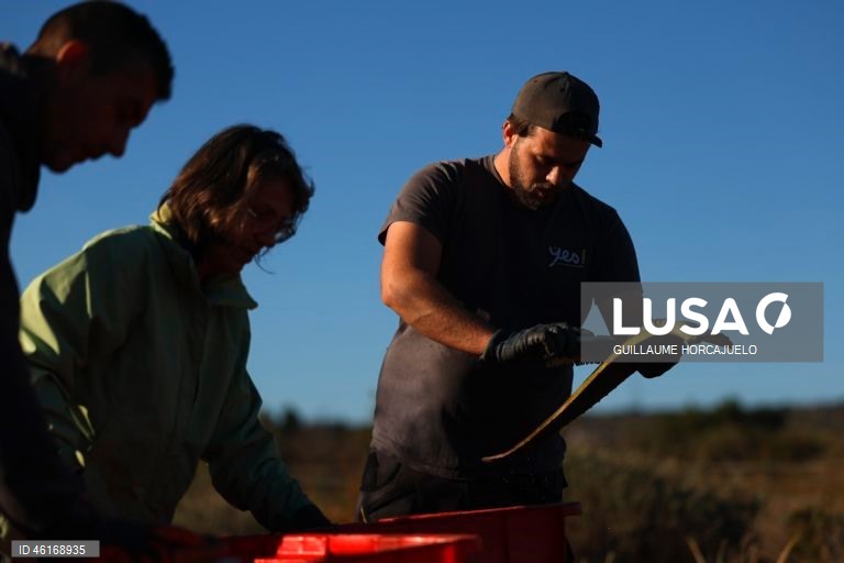Plantas de Aloe Vera no sul da França