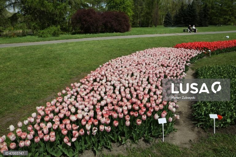 Polónia: Tulipas no Jardim Botânico de Lodz