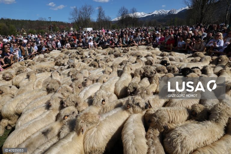 As pessoas observam enquanto ovelhas acompanhadas por pastores são conduzidas para pastagens de montanha durante a transumância de primavera (redyk) para Gorna Rowien Krupowa, no sul da Polónia. O Redyk, que se realiza nas Montanhas Tatra todas as primaveras, era no passado um evento muito apreciado, considerado um dos festivais anuais mais importantes na cultura dos pastores locais. 