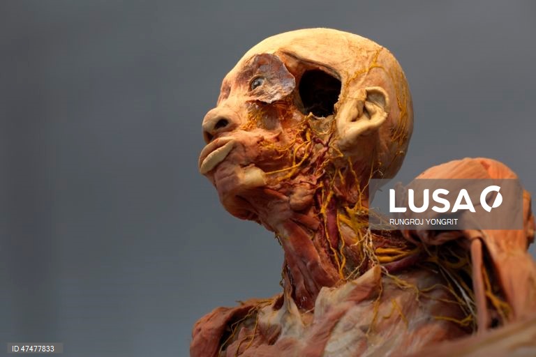 Tailândia: Museu do Corpo Humano exibe a anatomia humana, em Banguecoque