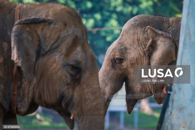 Vietname assinala o Dia Internacional do Elefante