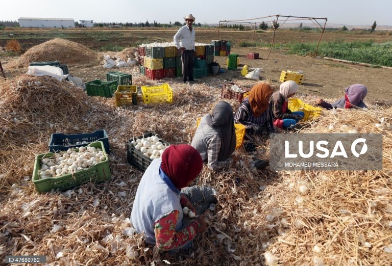Agricultores tunisinos colhem cebolas num campo em Mateur, na província de Bizerte, no norte da Tunísia. As cebolas estão entre as principais culturas hortícolas do país e contribuem para abastecer o mercado local, bem como para as exportações. 