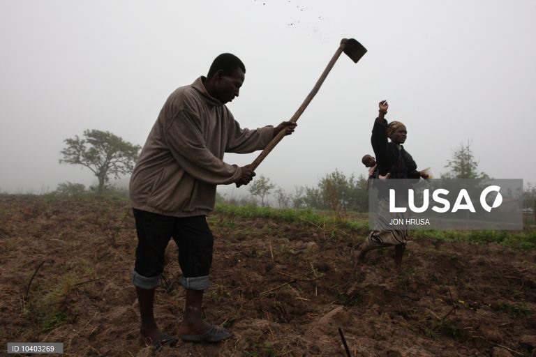 Alemanha financia com 45,5 ME projetos de agricultura em Moçambique