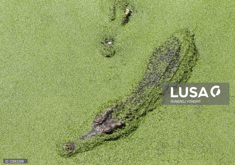 Crocodilo mata duas crianças e fere outra em província do norte de Moçambique