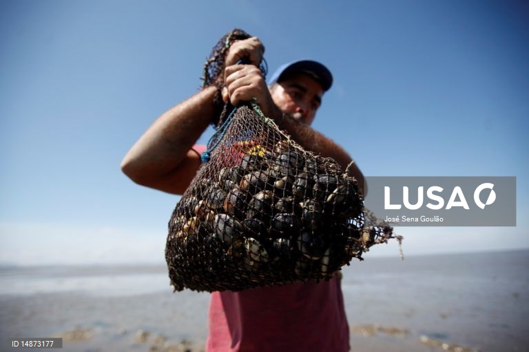 Apreendidas em Alcochete 11 toneladas de ameijoa no valor de 110 mil euros