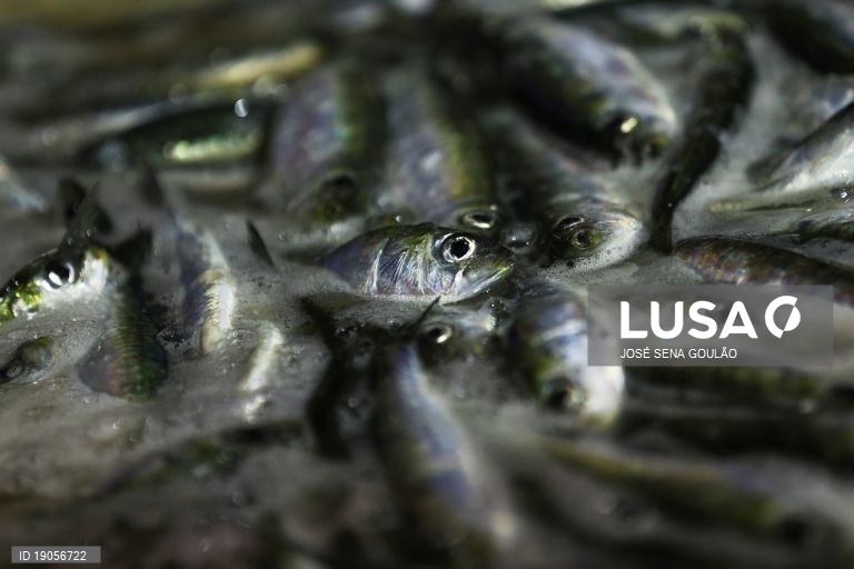 Portugal tem 3% do pescado com certificação sustentável mas sardinha pode dar empurrão