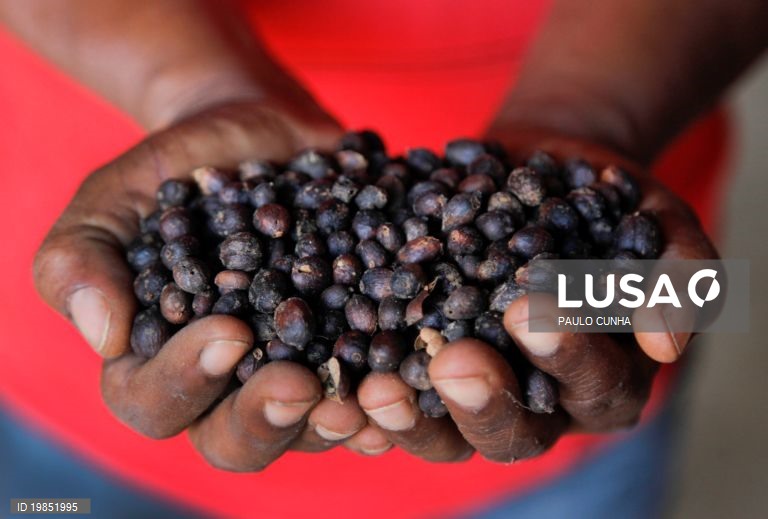 Governo moçambicano prevê produção de quase 100 toneladas de café este ano