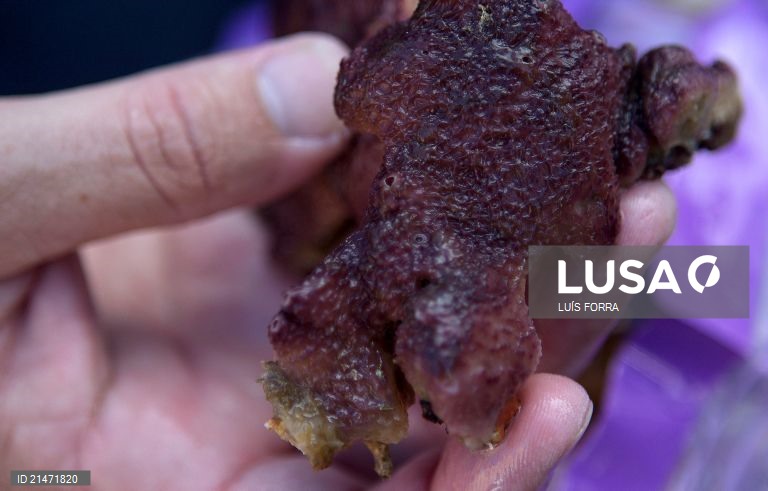 Portugal: Researchers create large scale production of microalgae system