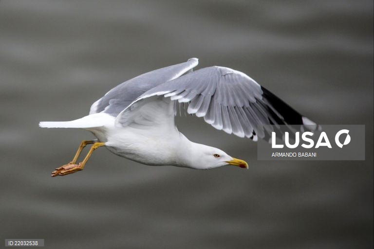 Gripe das aves detetada em ave selvagem na Costa da Caparica