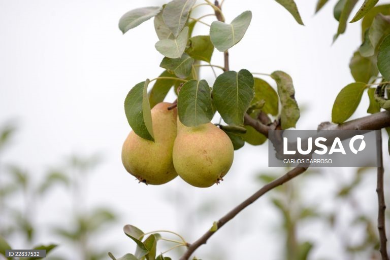 Produtores de pera rocha do Oeste estimam colheita semelhante a 2024