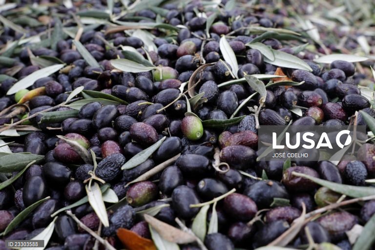 GNR detém oito homens por furto de azeitona em Reguengos de Monsaraz