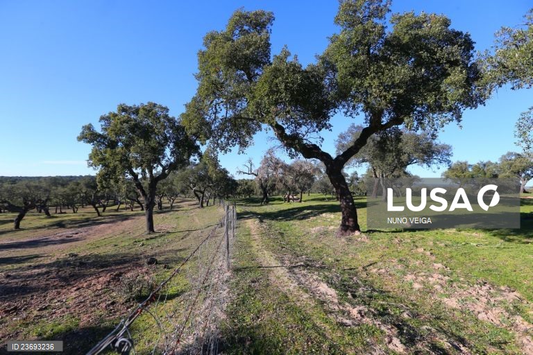 Distribuição de 110.000 árvores e arbustos para plantação começa esta semana