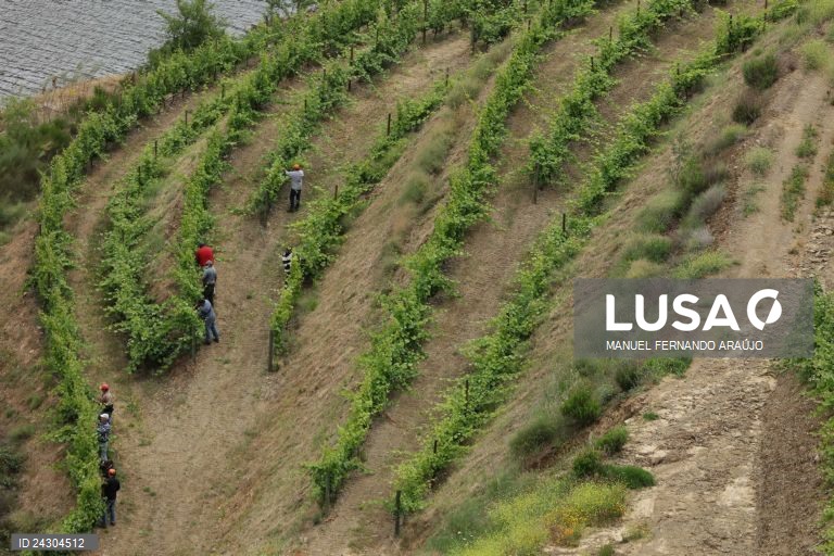 UE chega a acordo provisório sobre regras no setor do vinho