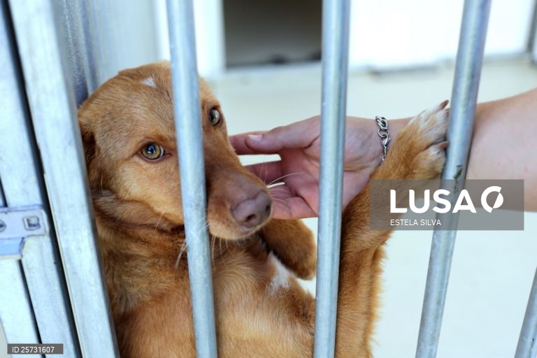 OE2023: Centros de recolha animal com mais um milhão de euros