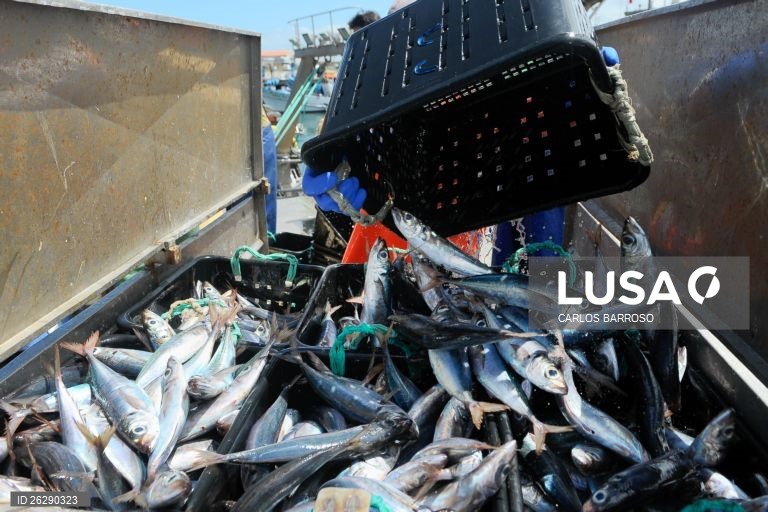 Acordo europeu de pescas prevê menos captura de carapau, solha ou linguado em Portugal