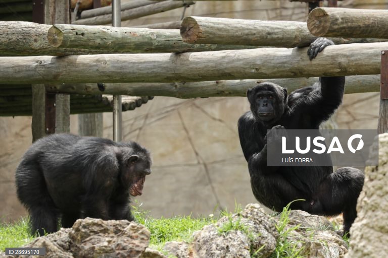 Cientistas descobrem que chimpanzés conseguem tomar decisões racionais - estudo
