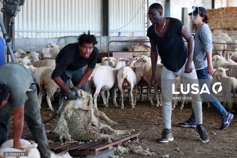 Covid-19: Jogadores estrangeiros trocam campos de futebol pelos agrícolas no Alentejo