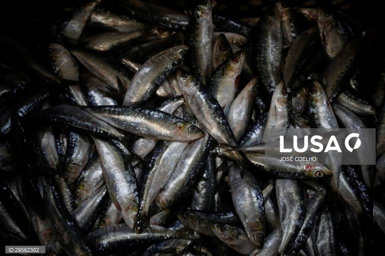 Pesca da sardinha reabre hoje após quase cinco meses encerrada