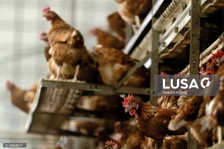 França contabiliza 61 focos de contaminação de gripe das aves